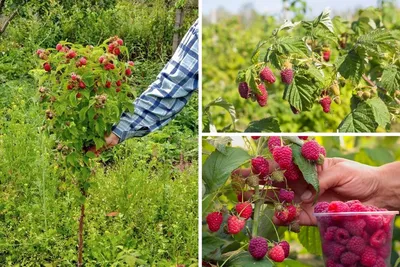 Изображения дерева малина таруса для скачивания