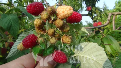 Качественные фотографии дерева малина таруса в разных разрешениях