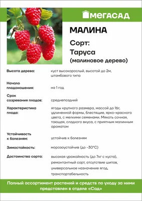 Фотография дерева малина таруса для Windows и Mac