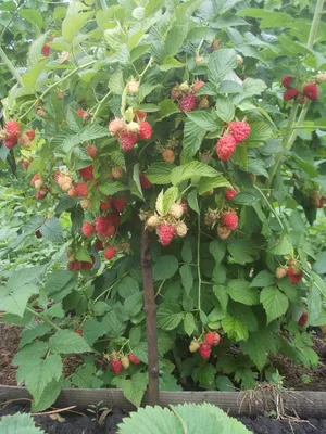 Уникальное изображение дерева малина таруса в лучшем качестве