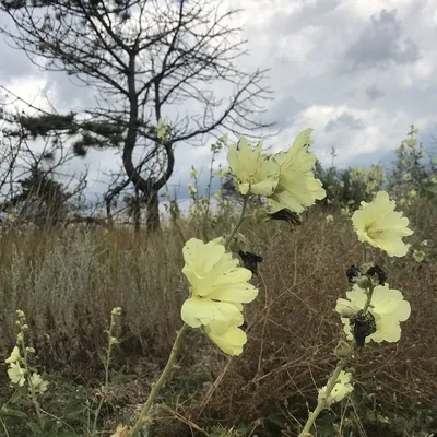 GIF дерева мальва в HD качестве