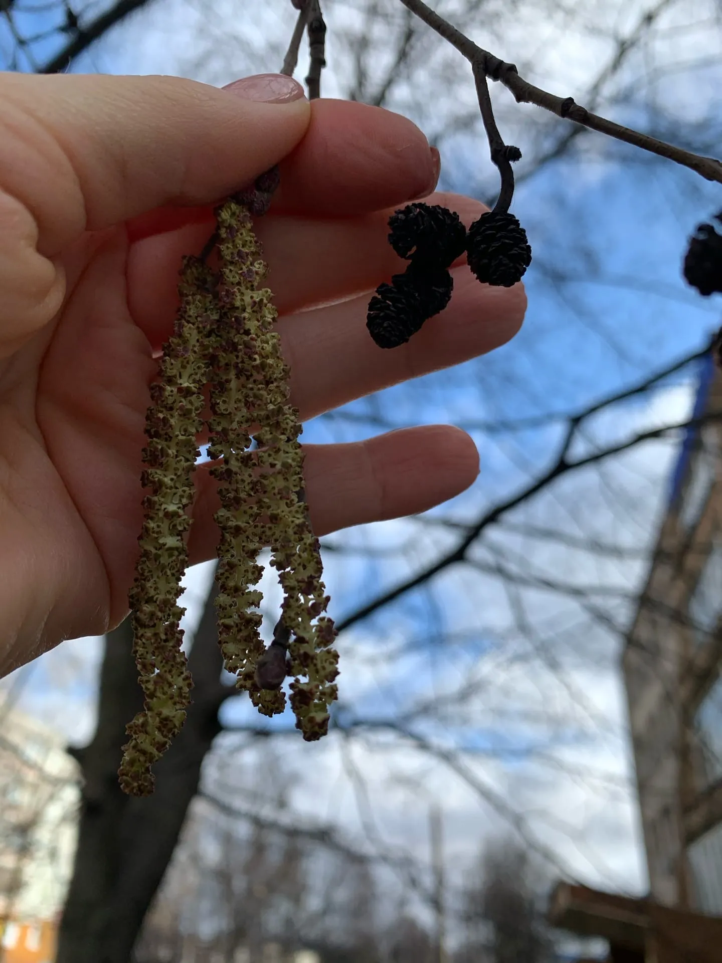 Ольха сережки фото дерева