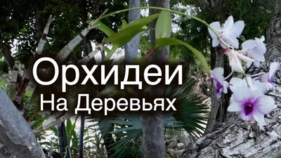 Цветущая красавица: фото дерева орхидеи