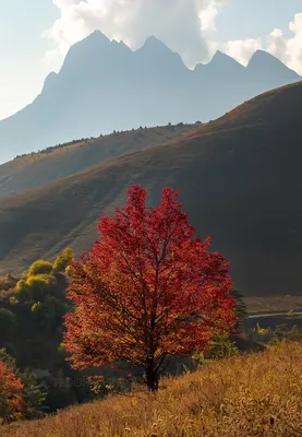 Новинки: фотографии деревьев во время осени в Full HD и 4K разрешении