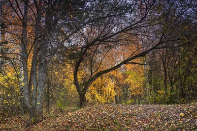 Закатная симфония: фотографии деревьев на фоне красивого заката