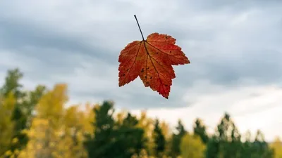 Фотка дерева с натуральными цветами осени