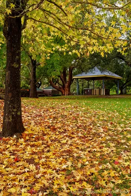 Фото дерева осенью в формате png