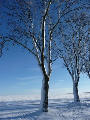 Зимнее волшебство: Дерево осина в ледяной красоте