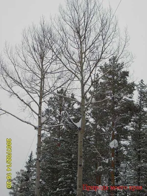 Осина в снежном покрывале: Фотография зимнего чуда