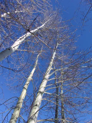 Заснеженные ветви: Фото дерева осина в разрешении JPG