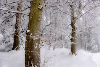 Сквозь снежный покров: Фото дерева осина в лучах солнца