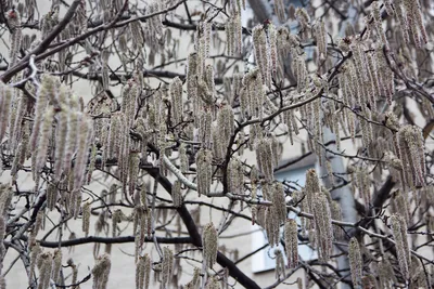 Осина в инеевом наряде: Фотка зимнего дерева