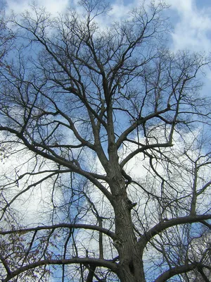 Снежная абстракция: Фотография дерева осина в WebP