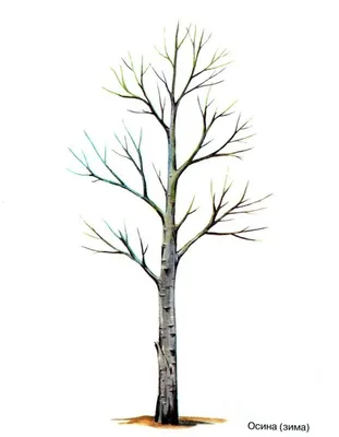 Белая гармония: Фотография дерева осина в PNG формате