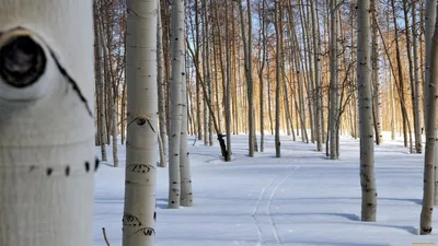 Зимняя зарисовка: Фото дерева осина под снегом