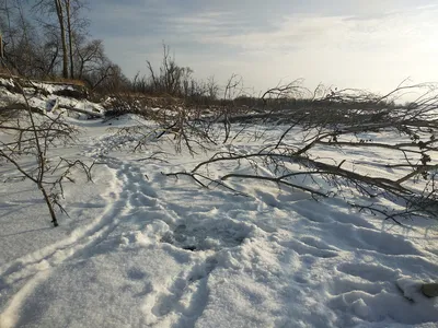 Ледяной пейзаж: Фото осины с возможностью скачивания WebP