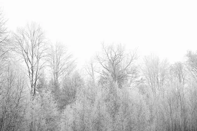 Зимний ларец: Фотка осины с различными форматами для скачивания