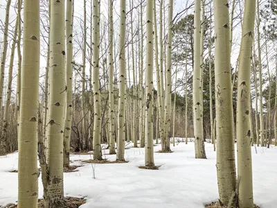 Изысканный зимний портрет: Дерево осина на фото