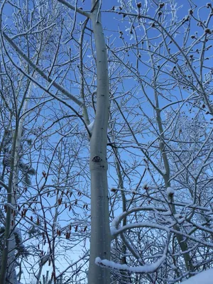 Сияние инея: Изображение дерева осина в морозном убранстве