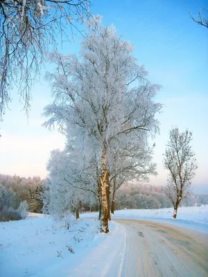 Волшебные линии зимы: Фотография осины на фоне снега