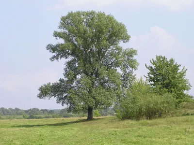 Фотоэкскурсия: изумление осокоря