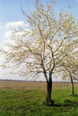 Фотк осокоря для рабочего стола