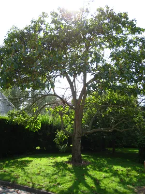 Дерево павловния  фото
