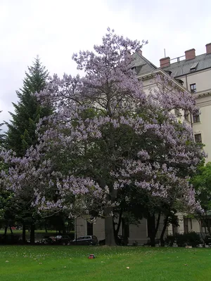 Очарование природы: фото дерева павловния великолепно запечатлено