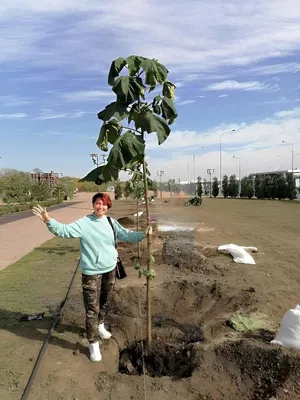 Фото дерева павловнии с прекрасным фоном природы