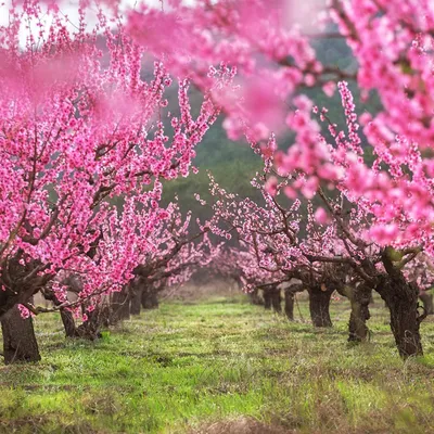 Новейшие фотографии дерева персика для скачивания