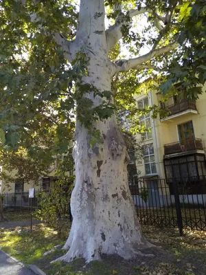 Фото с редким и роскошным Деревом платан