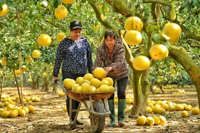 Фото дерева помело - уникальные кадры