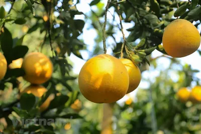 Фото дерева помело в HD качестве