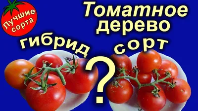 Картинка дерева помидор для бесплатного скачивания