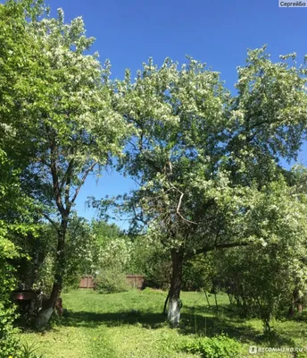 Фотографии Дерева райского яблока: погрузитесь в природу