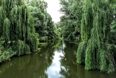 Изысканная красота Дерева ракита на фото