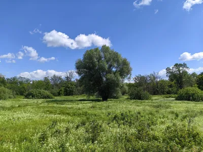 Фото дерева ракита в HD качестве