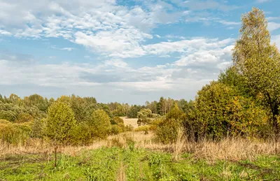 Фотография дерева ракита в формате jpg