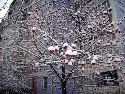 Зимнее великолепие: Дерево рябина во всей красе