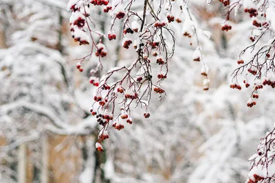 Фотографии Дерева рябины: Зимний момент красоты
