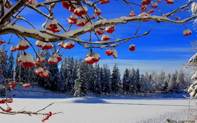 Фотографии Дерева рябины зимой: Пленительная природа