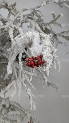 Зимний фотоколлаж: Дерево рябина в различных размерах и форматах