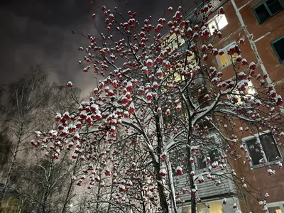 Фотографии Дерева рябины: Зимнее волшебство