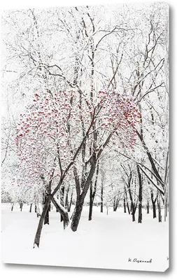 Блеск кристальных снежинок: Фото Дерева рябины зимой
