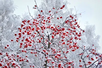 Снежная эстетика: Фотографии Рябины зимой для скачивания