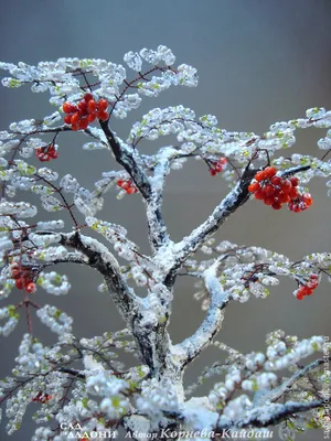 Фото, картинка, изображение: Дерево рябина зимой на ваш выбор