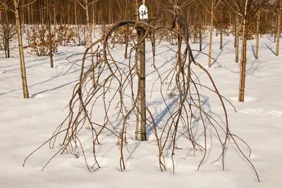 Зимний вечер в гармонии: Дерево рябина в различных форматах