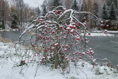 Магия зимнего леса: Фото Дерева рябины