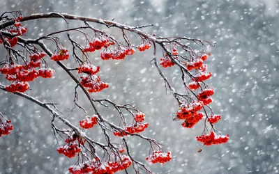 Сказочные зимние моменты: Фото Рябины для скачивания