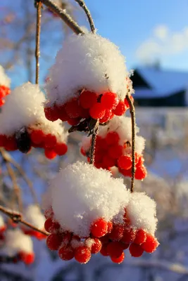 Хрустальные капли и багряное Дерево рябина: Зимнее вдохновение
